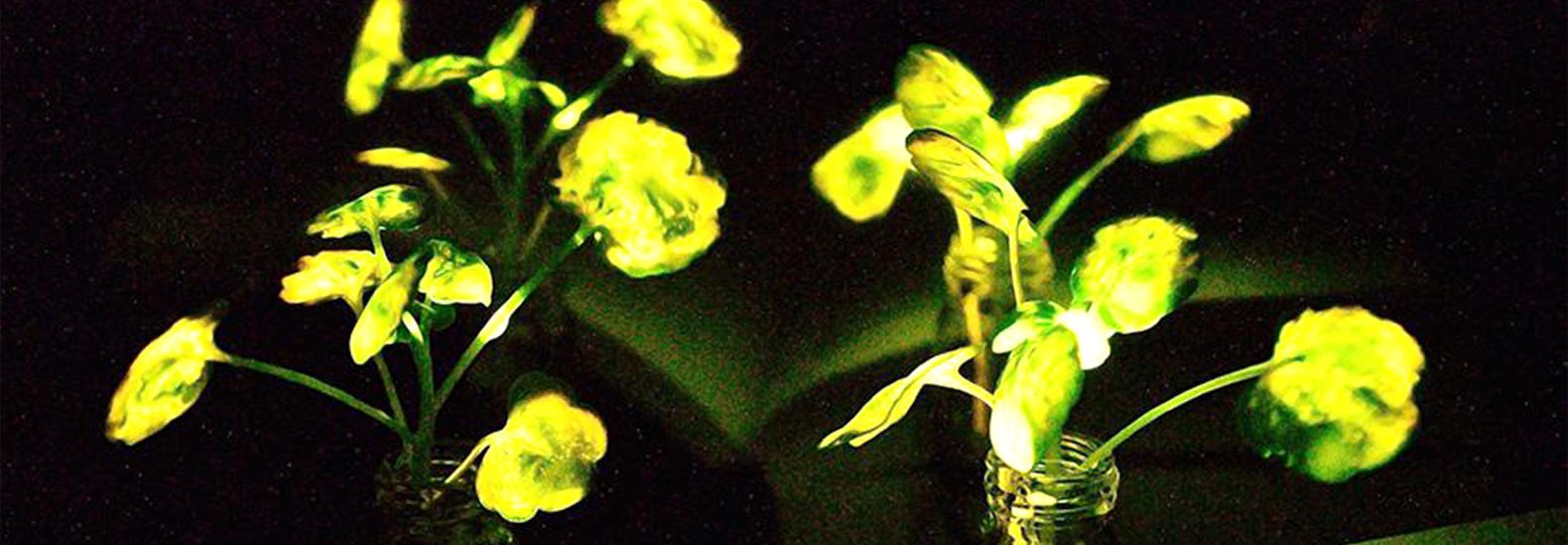 Light Up The World With Glowing Plants